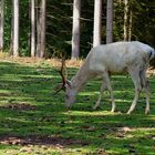 Weißer Hirsch