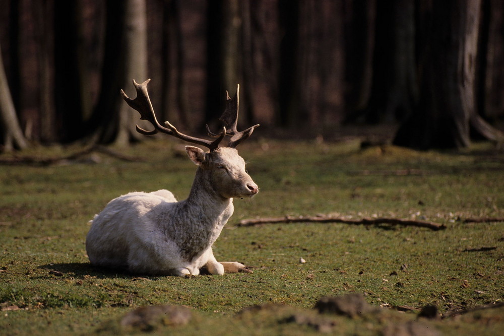 Weißer Hirsch