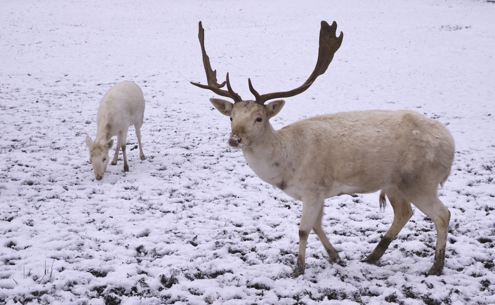 Weißer Hirsch Foto & Bild | tiere, zoo, wildpark & falknerei ...