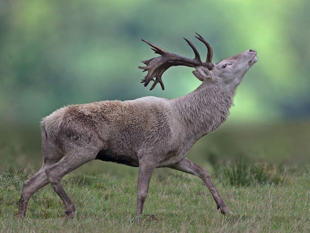 Weißer Hirsch Brunft