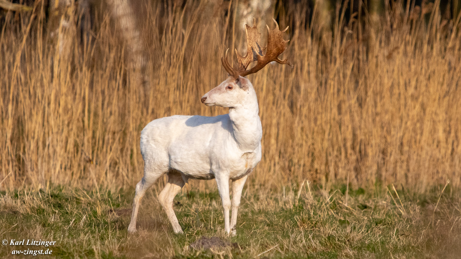 Weißer Hirsch. I