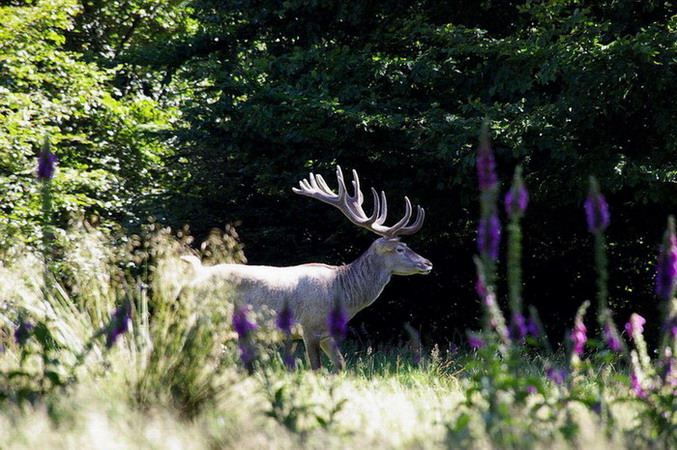 Weißer Hirsch im Bast