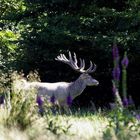 Weißer Hirsch im Bast