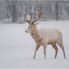 weißer Hirsch im Schneegestöber