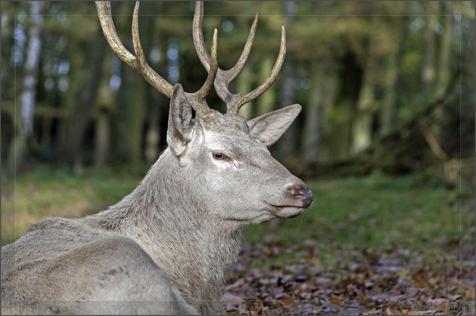 Weißer Hirsch im Wald...