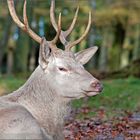 Weißer Hirsch im Wald...