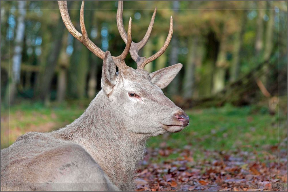 Weißer Hirsch im Wald...