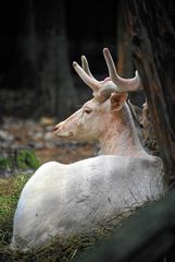 Weißer Hirsch Waldspielplatz "Drei Eichen" - SW