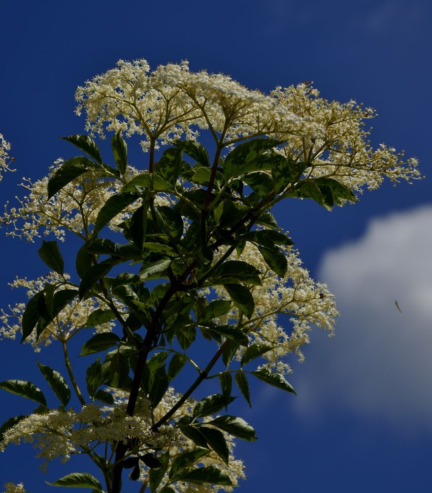 Weißer Holunder Foto &amp; Bild | blau, himmel, natur Bilder auf fotocommunity