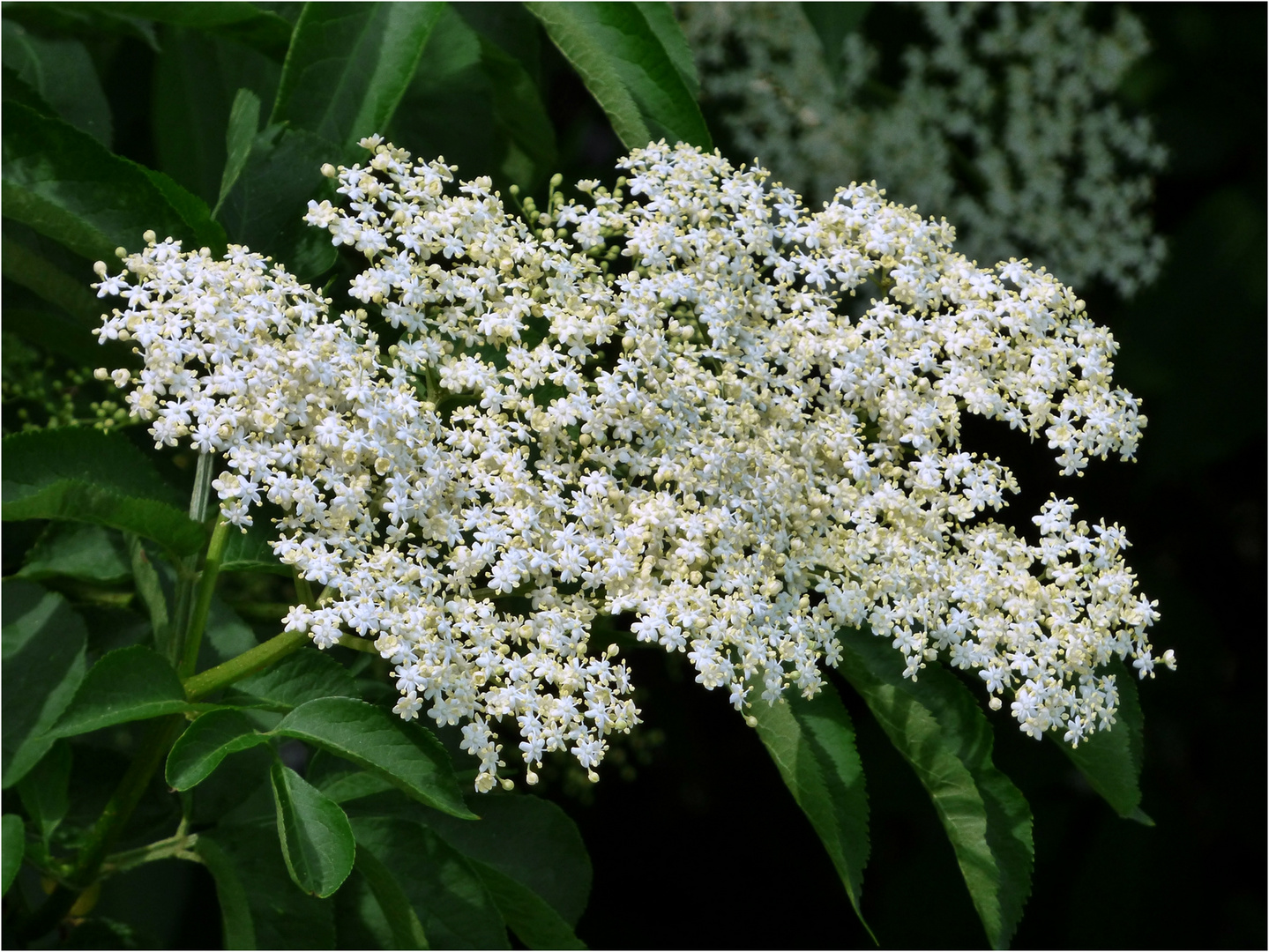 Weißer Holunder Foto & Bild natur, pflanzen, blüten Bilder auf