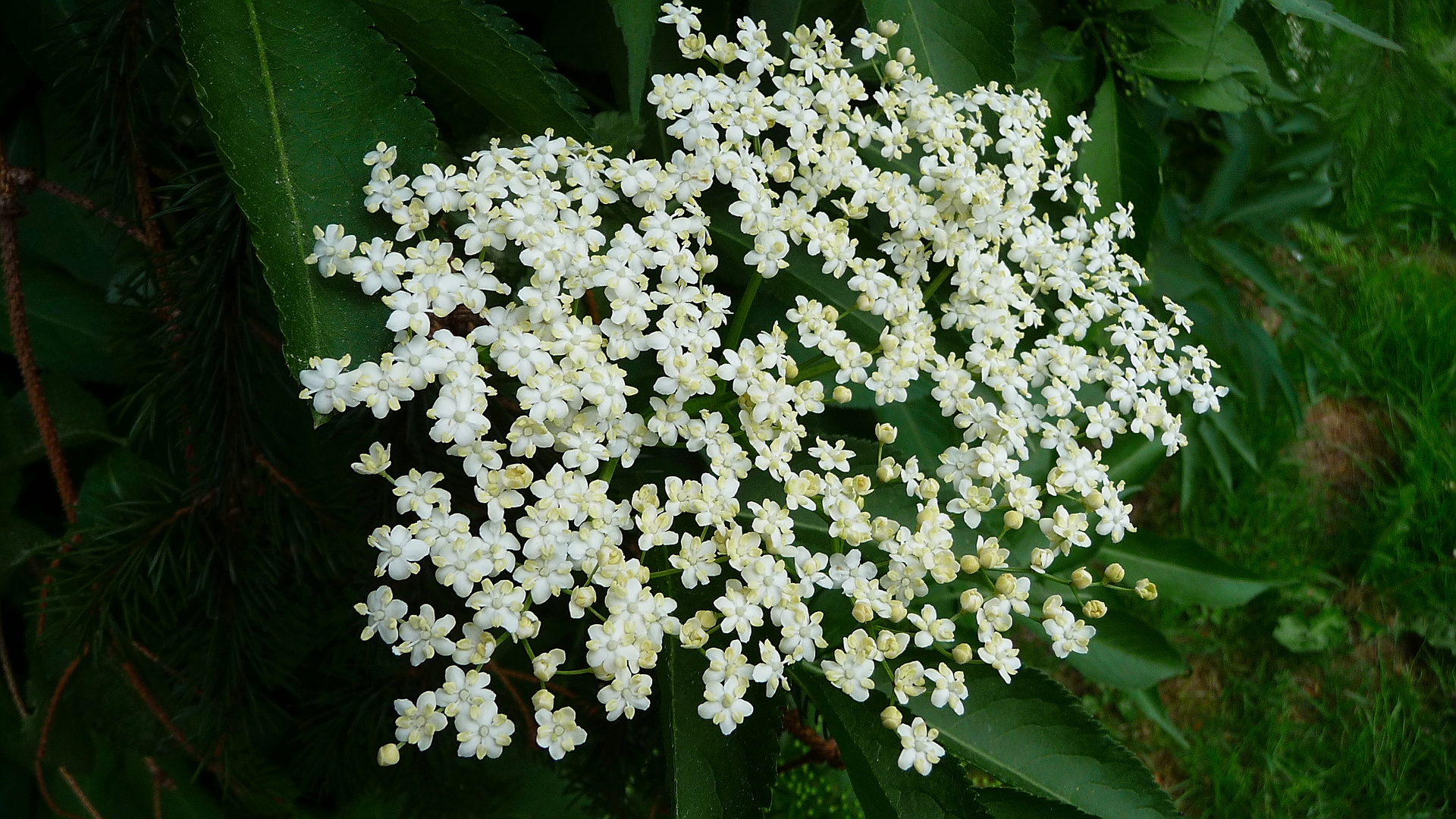 Weißer Holunder Foto &amp; Bild | frühling, natur, pflanzen Bilder auf ...