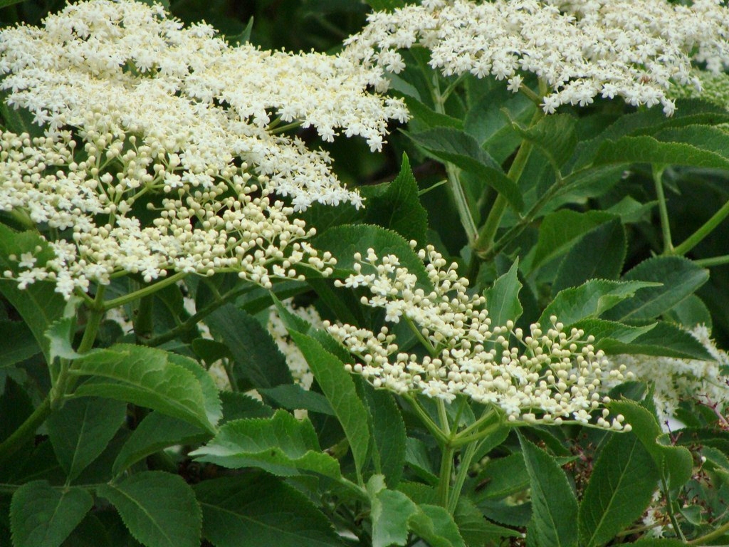 Weißer Holunder blüht wieder im Garten…… Foto & Bild