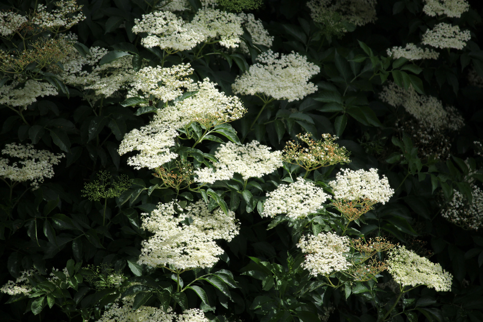 weißer Holunder blüht wieder im Garten Foto & Bild landschaften