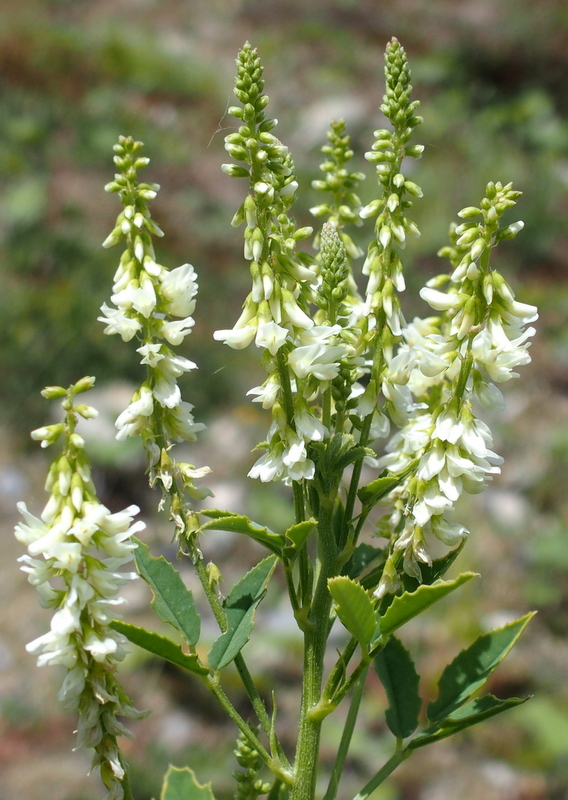 Weisser Honigklee 'Melilotus albus'