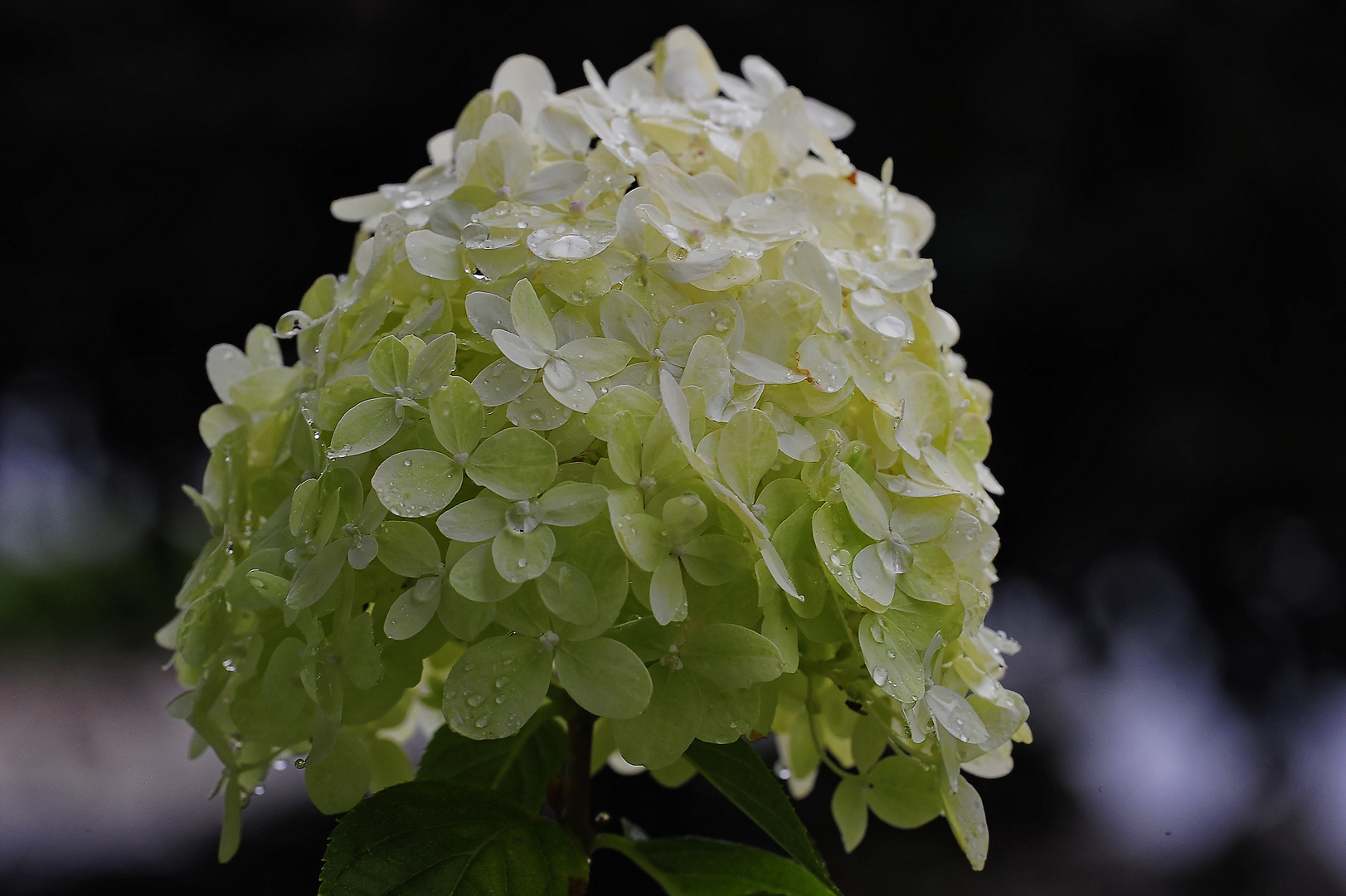 Weisser Hortensien-Blütenstand im Regen II (FX/FF)