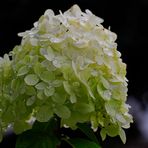 Weisser Hortensien-Blütenstand im Regen II (FX/FF)
