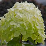 Weisser Hortensien-Blütenstand im Regen (MFT)