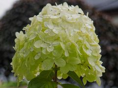 Weisser Hortensien-Blütenstand im Regen (MFT)