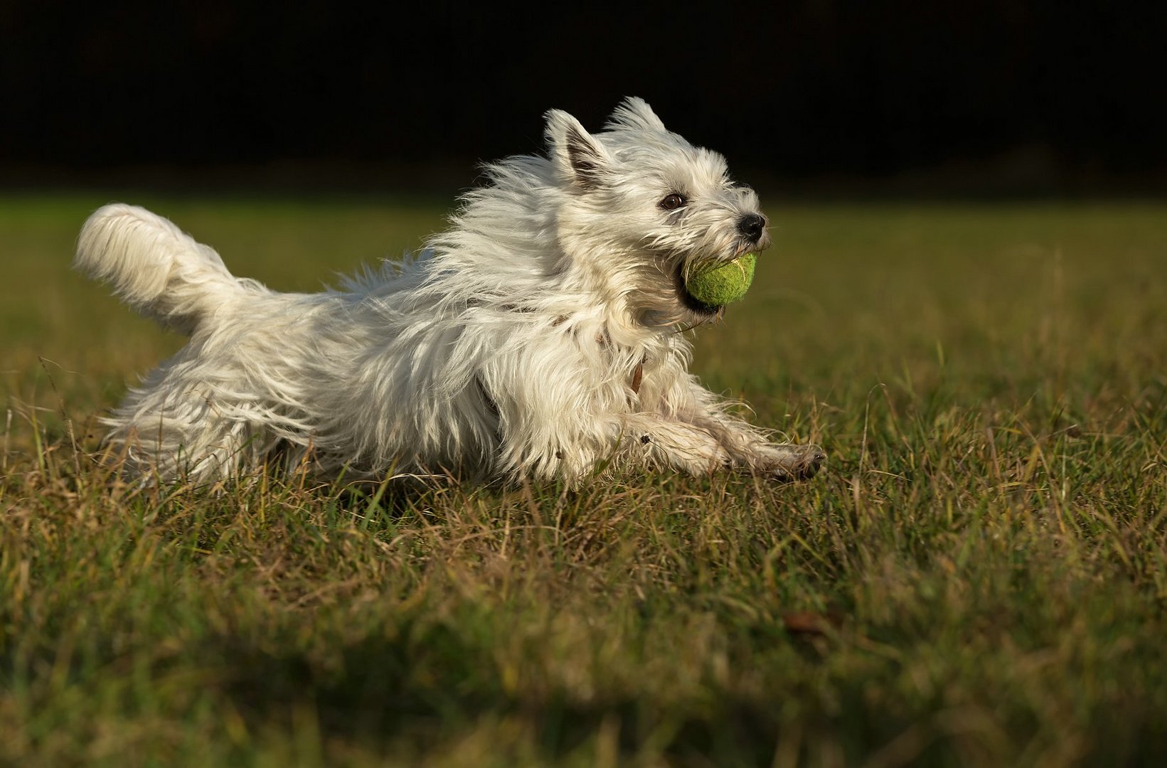 Weisser Hund