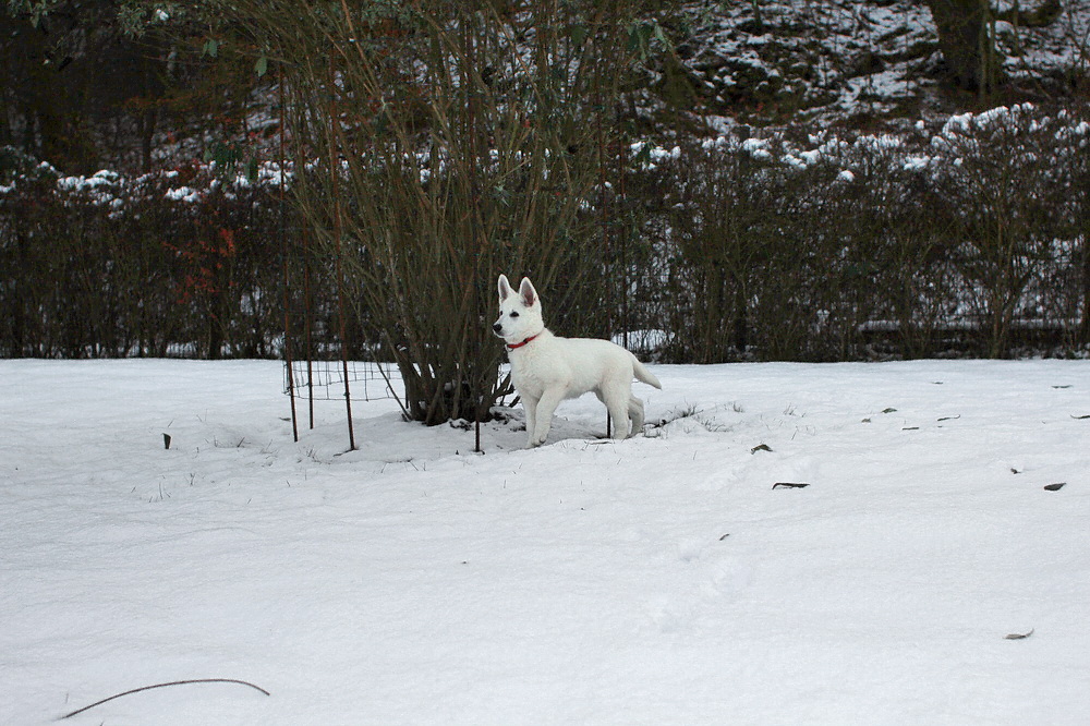 weißer Hund Foto &amp; Bild | verschiedenes, schnee, test Bilder auf ...