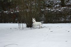 weißer Hund