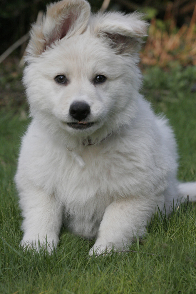 weisser hund Foto & Bild tiere, haustiere, hunde Bilder auf