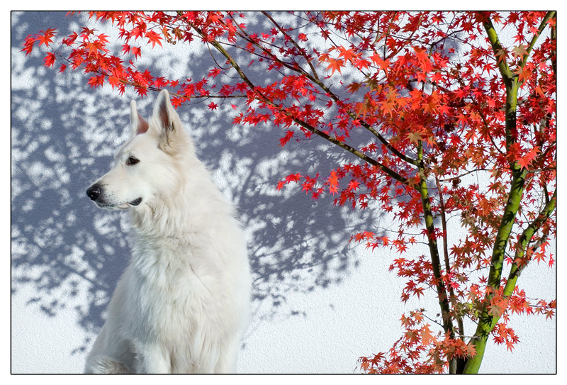 Weisser Hund auf weissem Grund