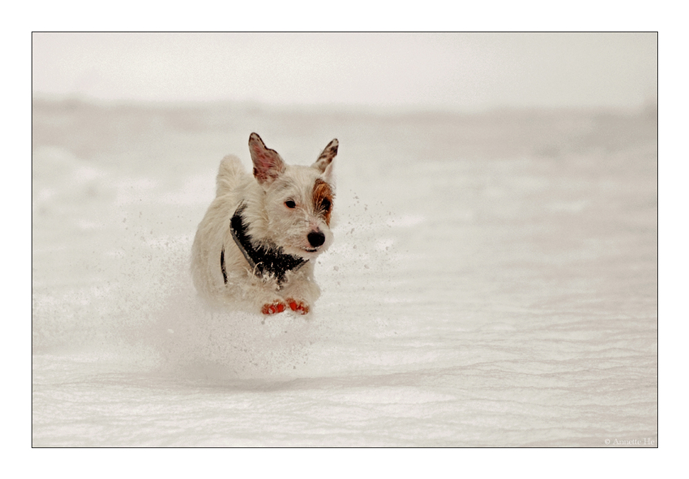 Weißer Hund auf weißem Grund