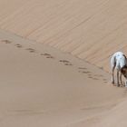 Weisser Hund auf weissem Sand