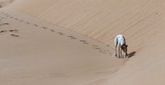 Weisser Hund auf weissem Sand