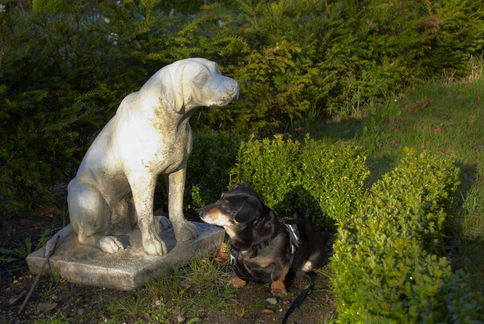 Weisser Hund - Schwarzer Hund