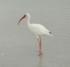 Weißer Ibis