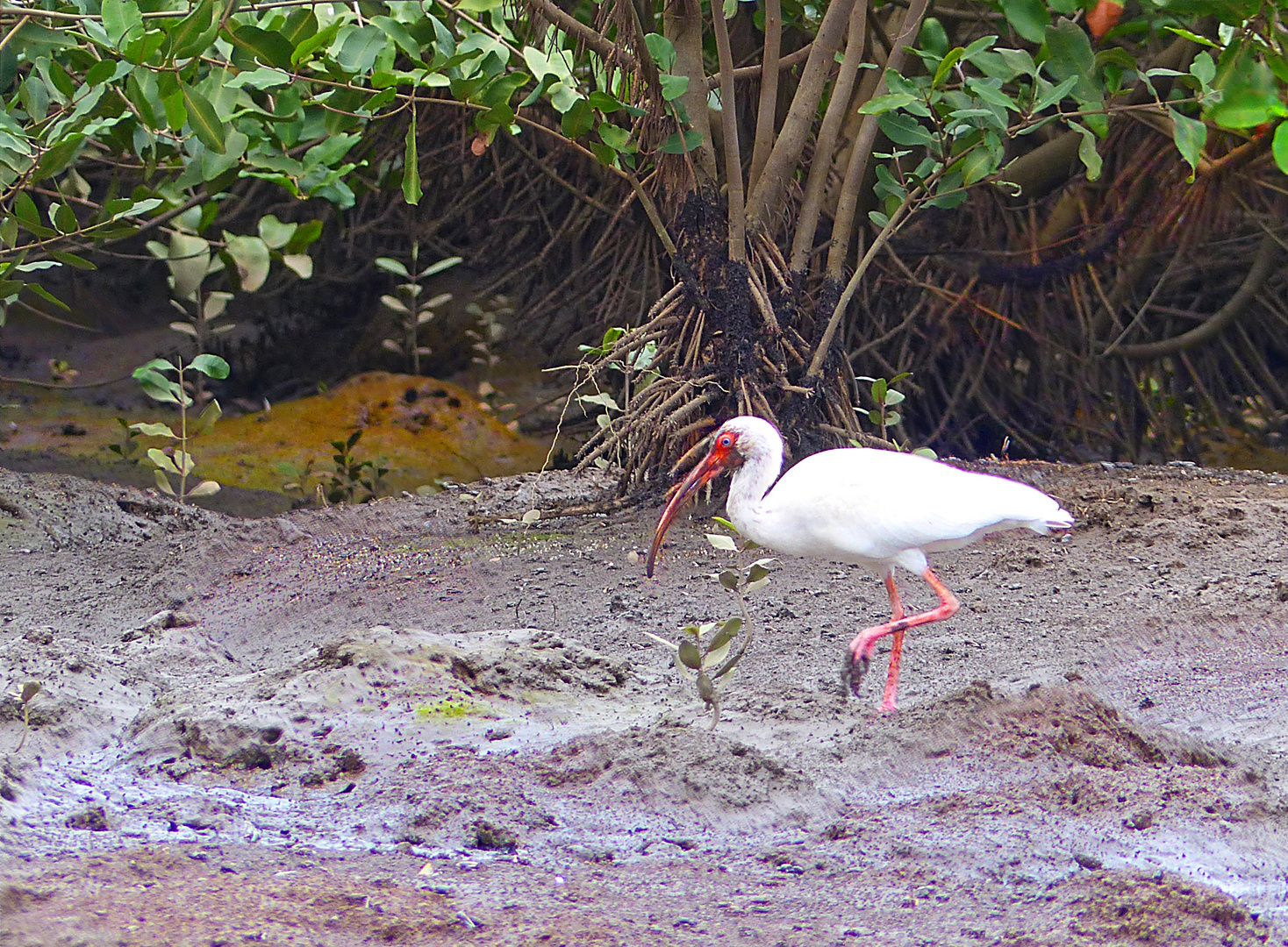 Weisser Ibis