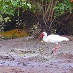 Weisser Ibis