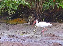 Weisser Ibis