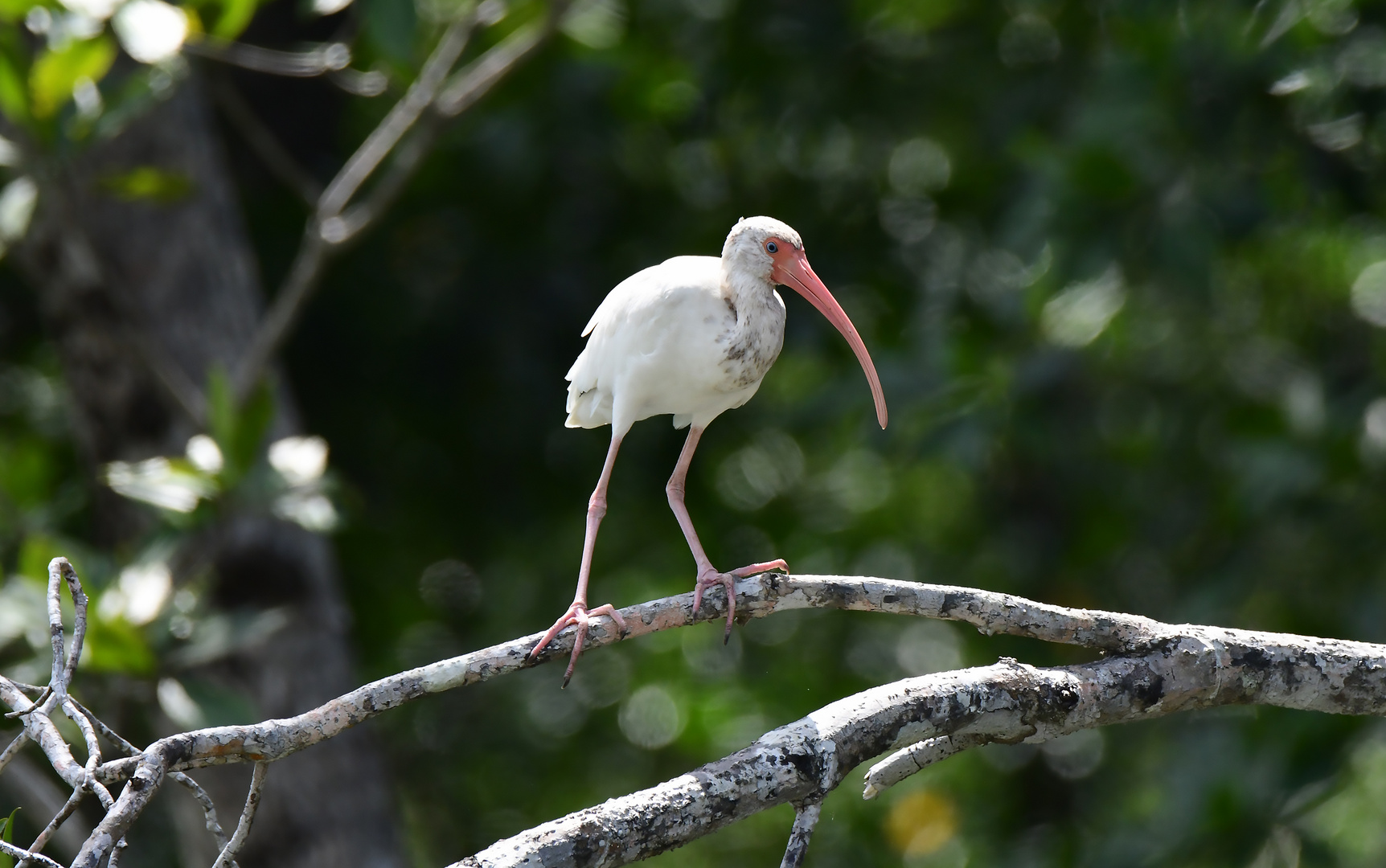 Weisser Ibis