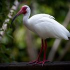 ~~ Weißer Ibis ~~