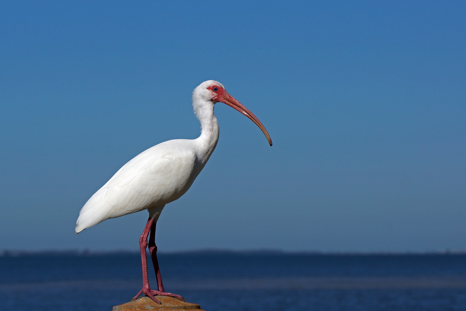 Weißer Ibis