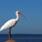 Weißer Ibis