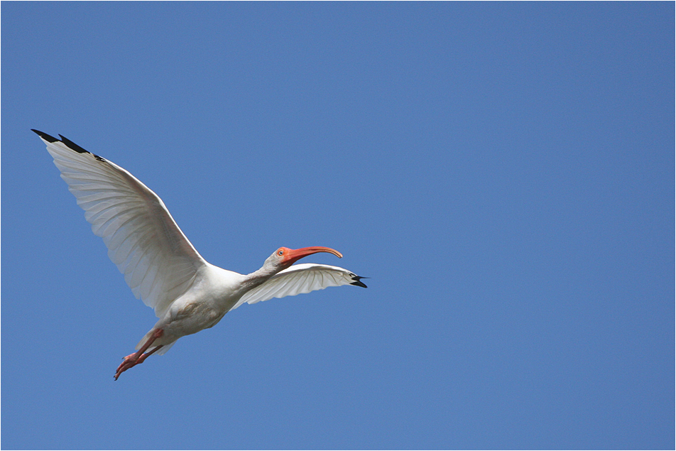 weisser Ibis