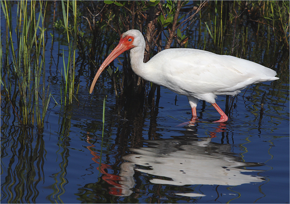 weisser Ibis