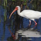 weisser Ibis