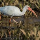 Weisser Ibis  oder Schneesichler