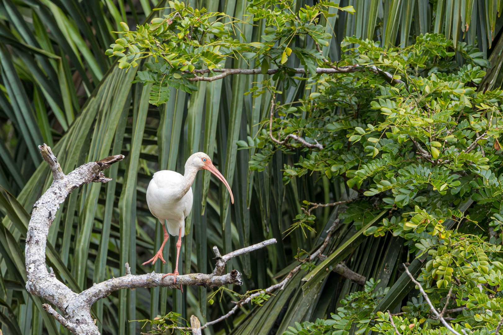 Weißer Ibis / White ibis