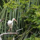 Weißer Ibis / White ibis