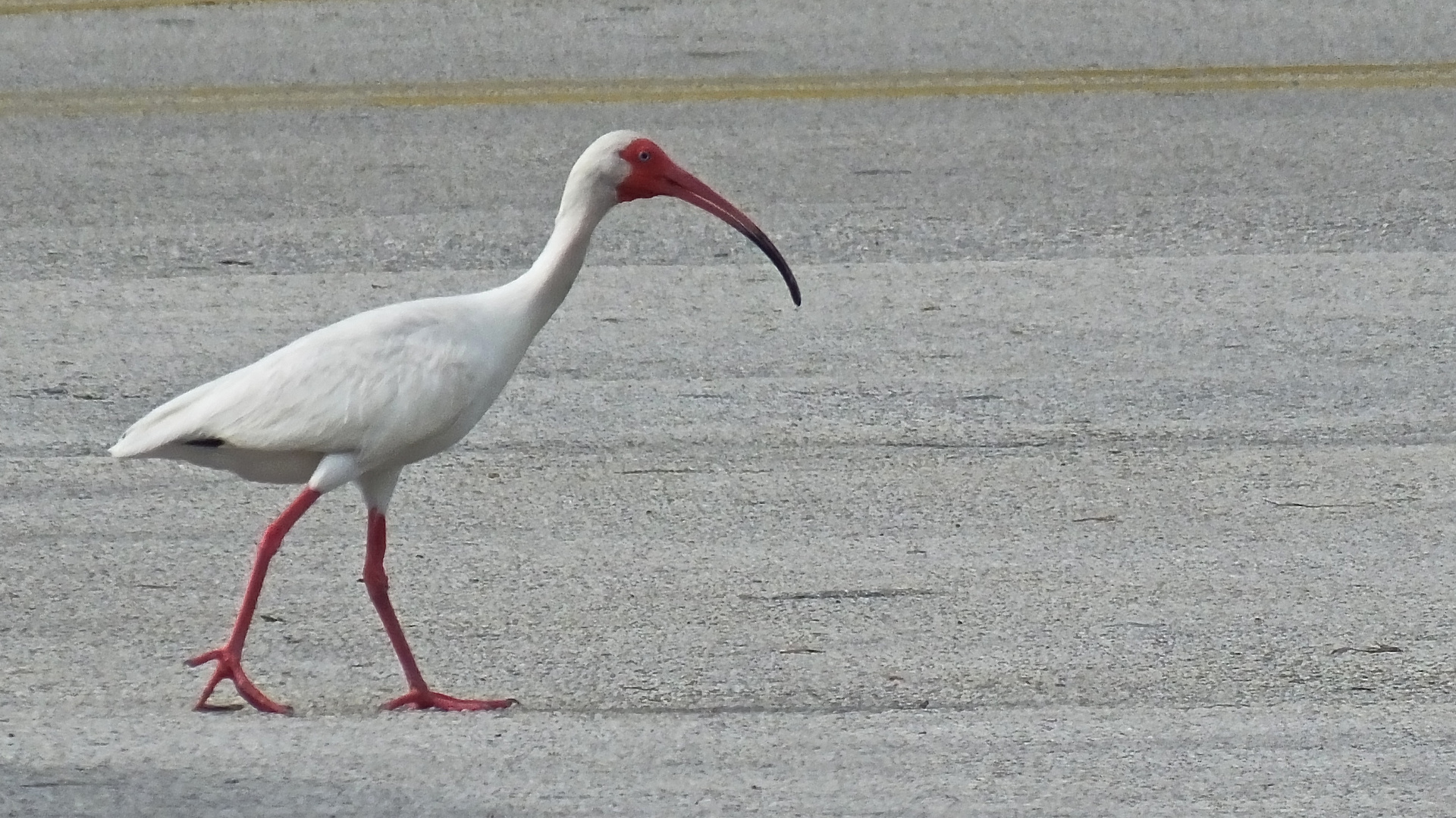 Weißer Ibis(Eudocimus albus)