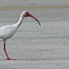 Weißer Ibis(Eudocimus albus)