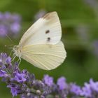 Weißer im Lavendel