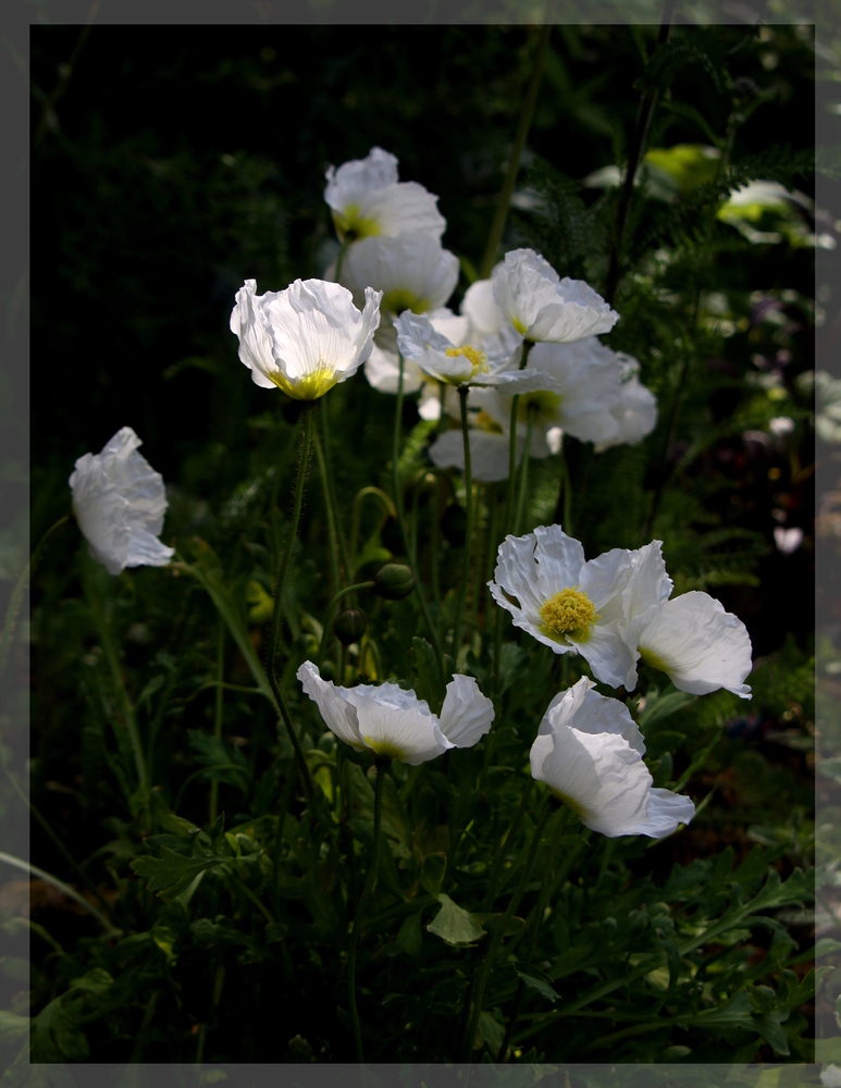 weißer Islandmohn