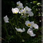 weißer Islandmohn